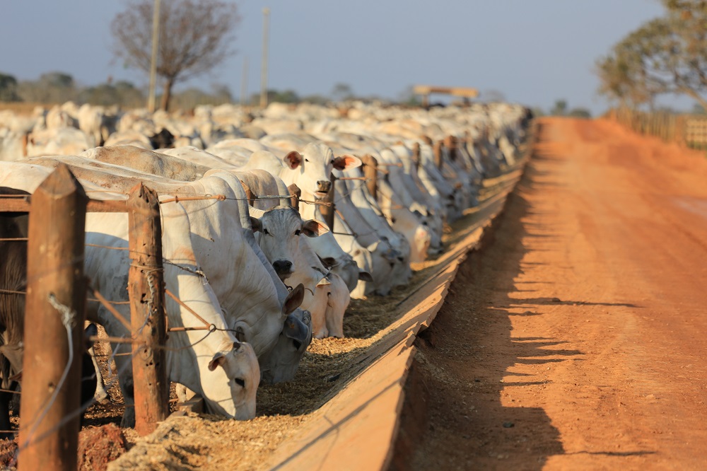 Confinamento com capacidade para 5000 animais